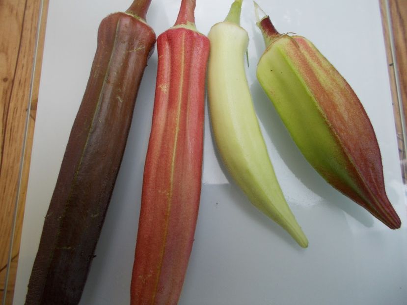  - SEMINTE BAME - D 128 HILL COUNTRY HEIRLOOM RED OKRA