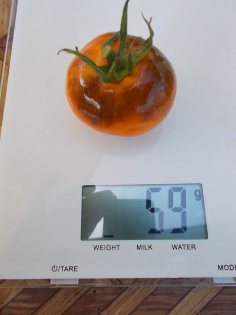  - SEMINTE ROSII - T 558 BLUE AMBROSIA