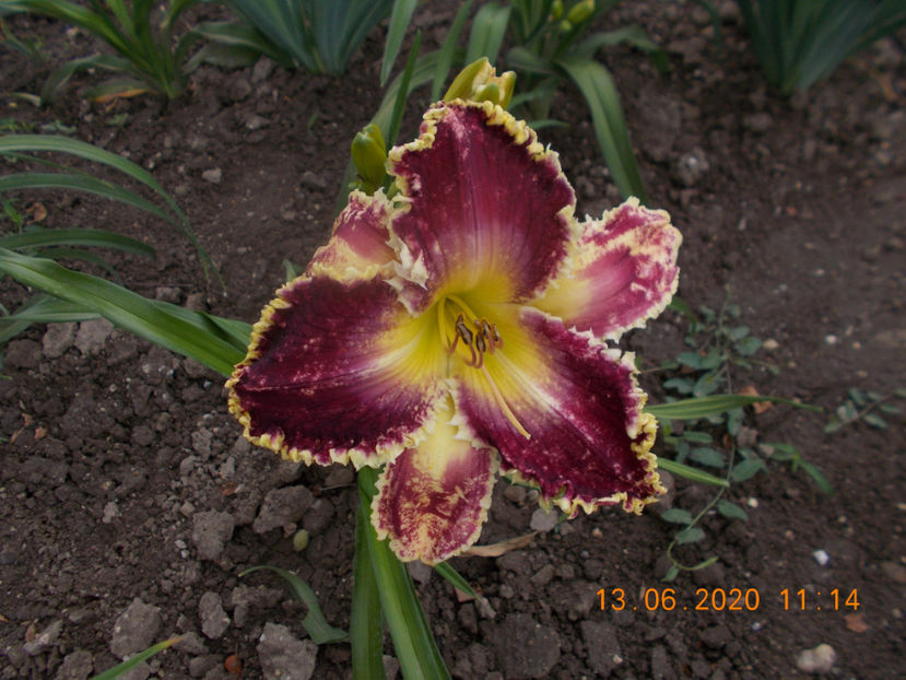  - HEMEROCALLISI-2020