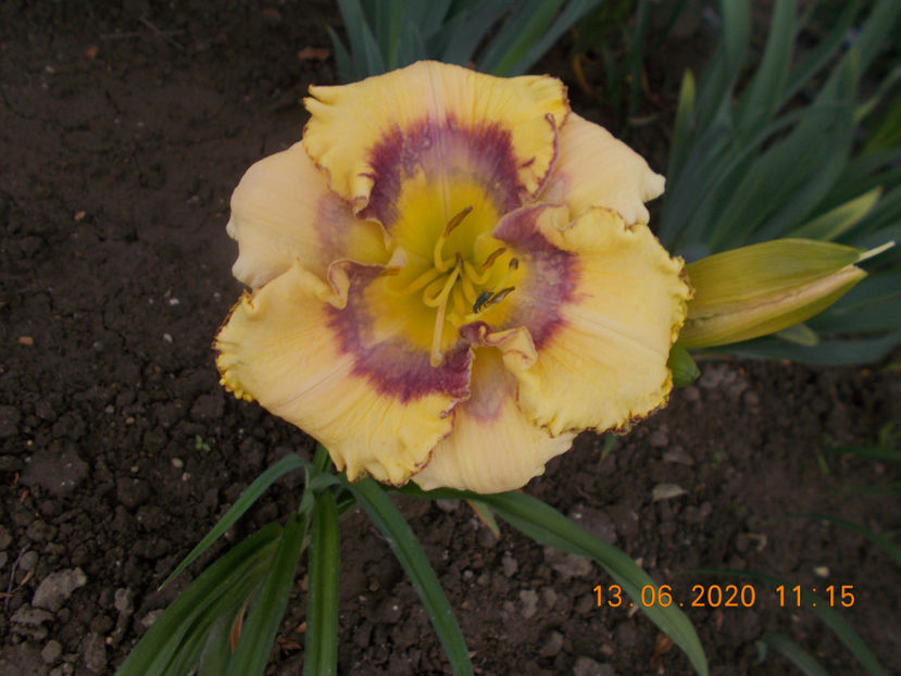  - HEMEROCALLISI-2020