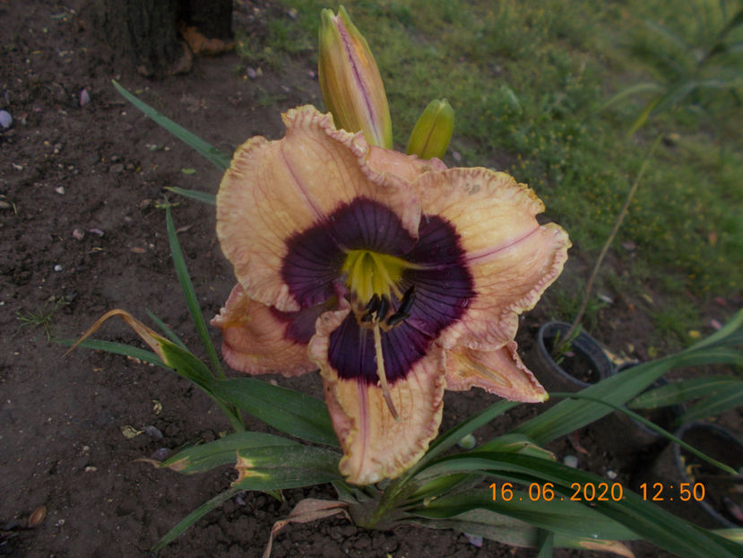  - HEMEROCALLISI-2020