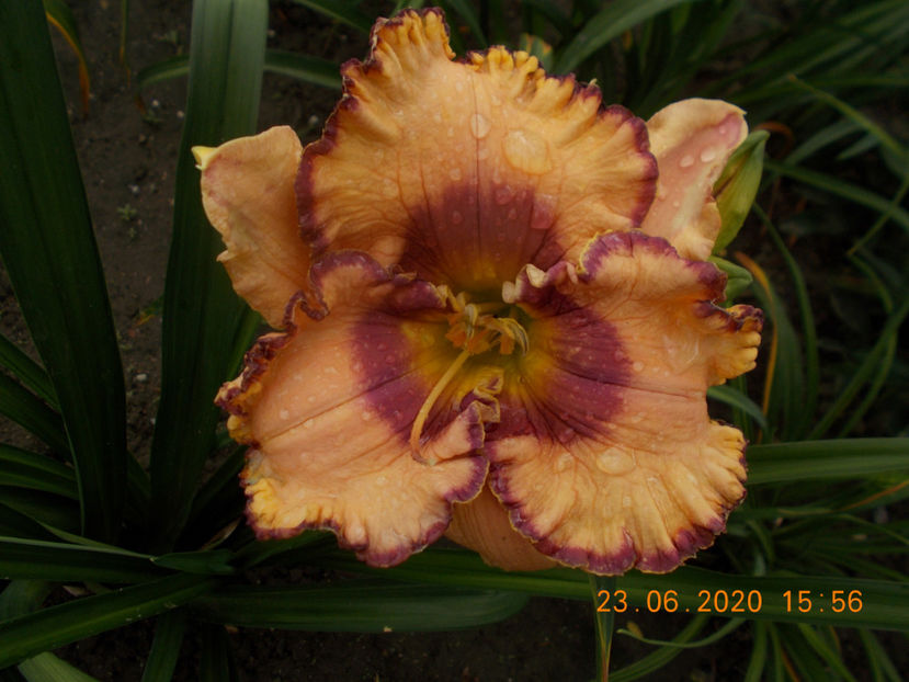 t-w-r1,4 (4) - HEMEROCALLISI-2020