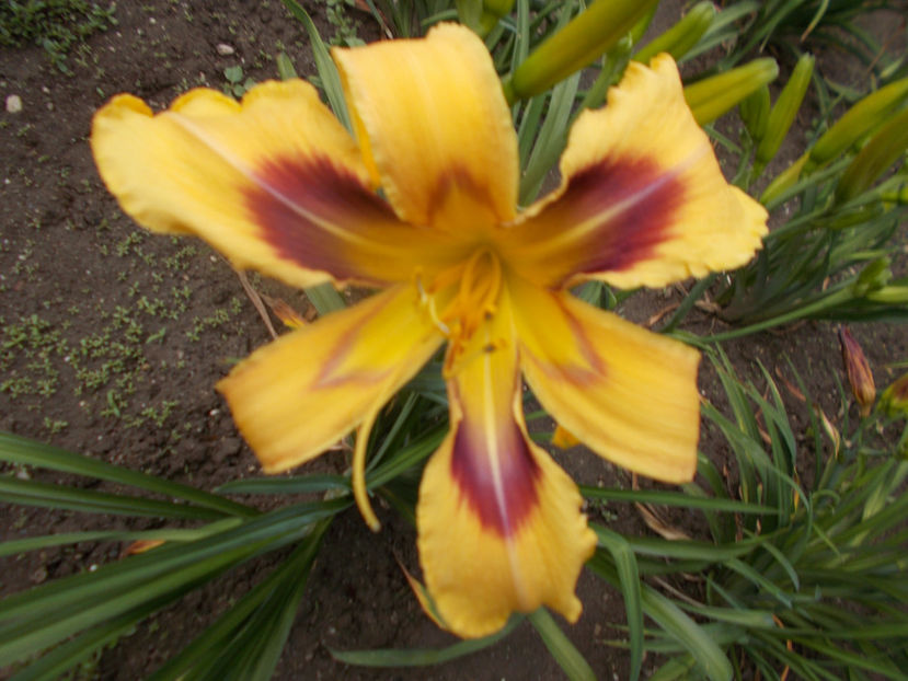 t-w-r1,5 (2) - HEMEROCALLISI-2020