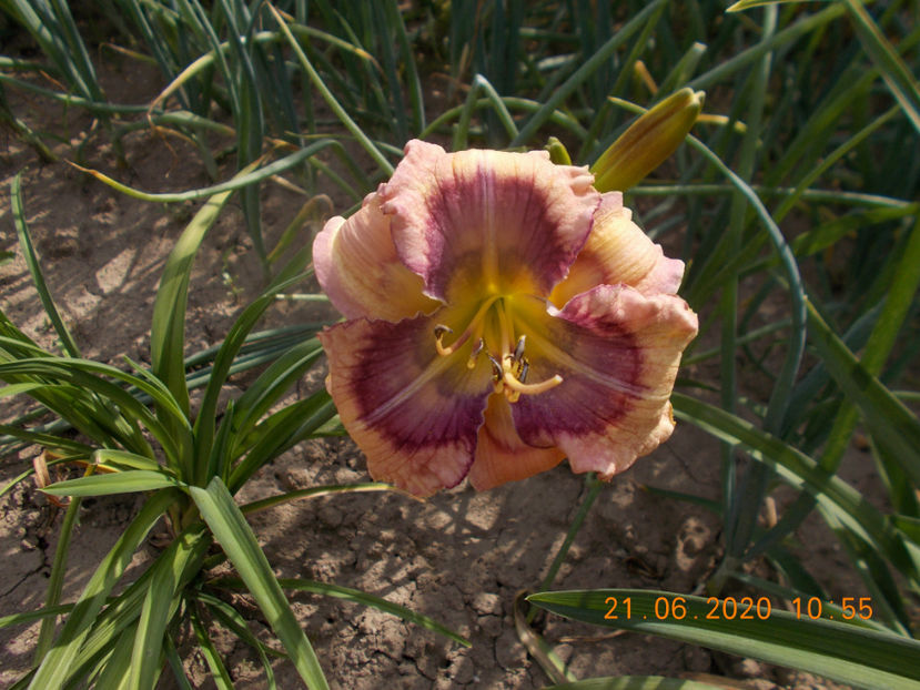 t-w-r1,14 (3) - HEMEROCALLISI-2020