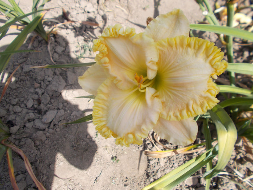 t-w-r1,15 (5) - HEMEROCALLISI-2020