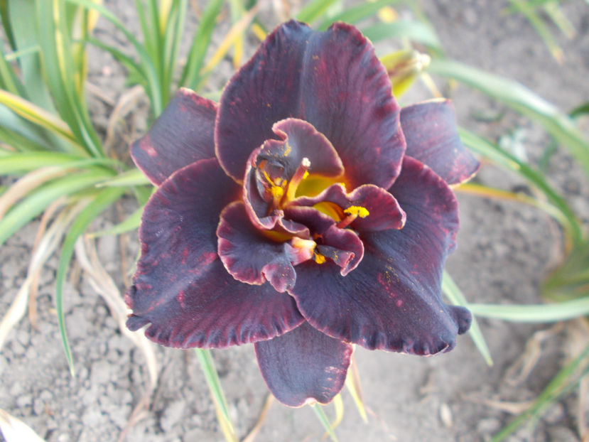 t-w-r2,3 (1) - HEMEROCALLISI-2020