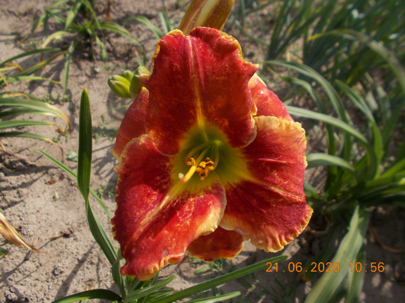 t-w-r2,7...... - HEMEROCALLISI-2020