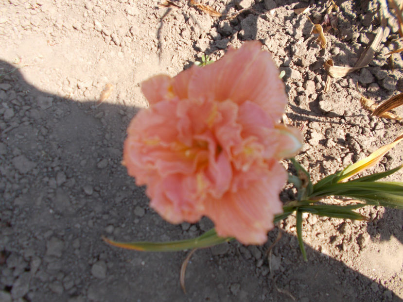 t-w-r2,8 (1) - HEMEROCALLISI-2020