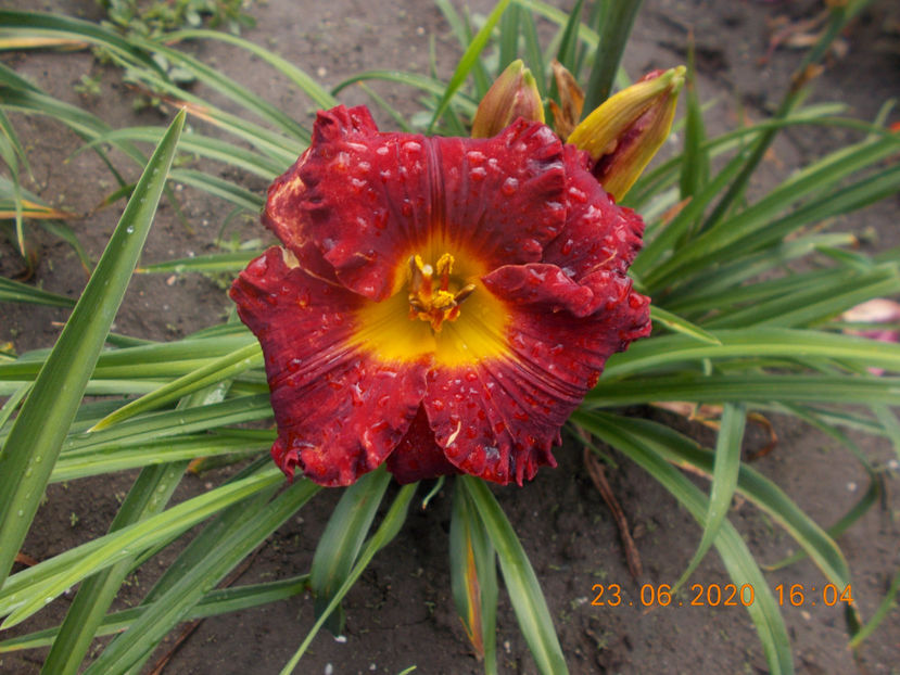 t-w-r2,9 - HEMEROCALLISI-2020