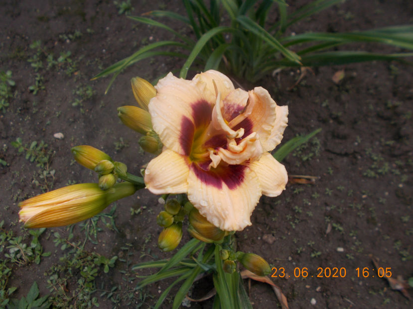 t-w-r2,16 (2) - HEMEROCALLISI-2020