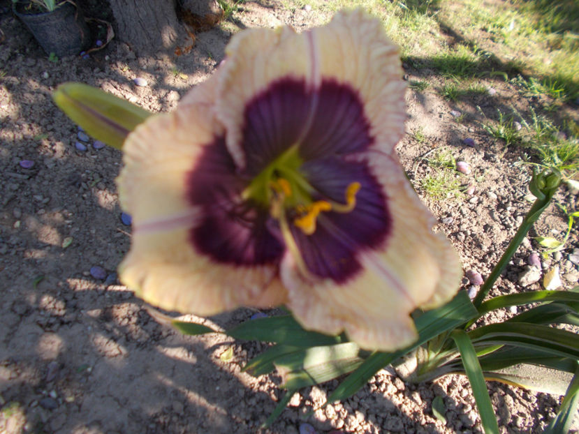 w-r1,1 - HEMEROCALLISI-2020