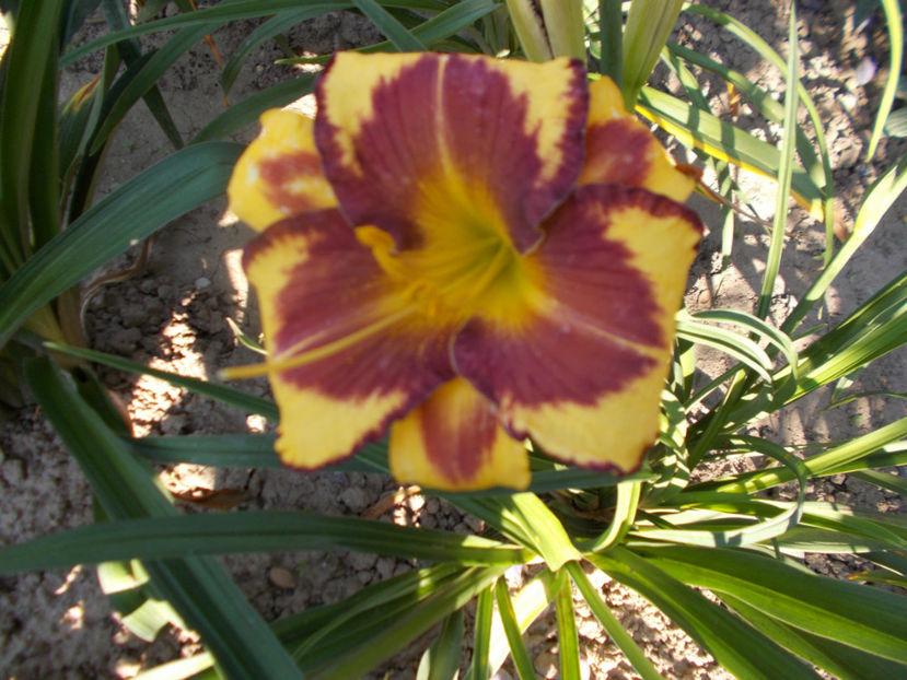 w-r1,3 (2) - HEMEROCALLISI-2020