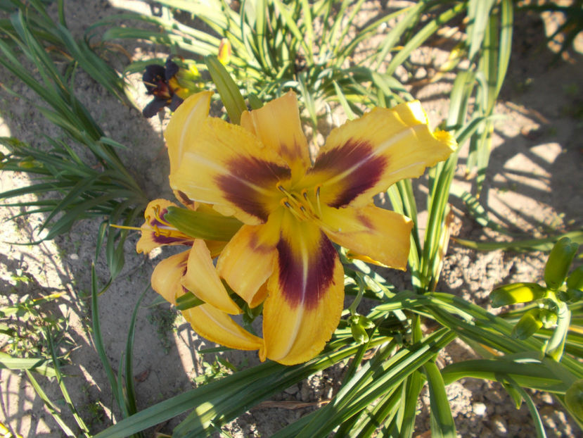 w-r1,5 (2) - HEMEROCALLISI-2020