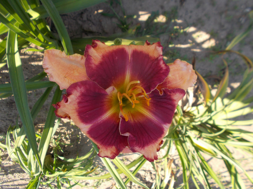 w-r1,9 (2) - HEMEROCALLISI-2020