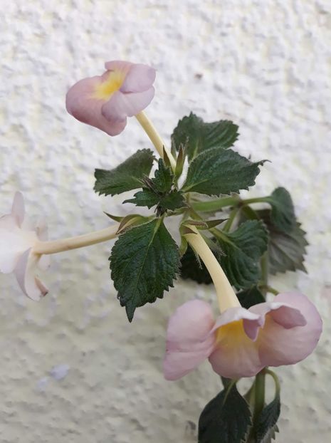  - R20 - BRID s HELENA