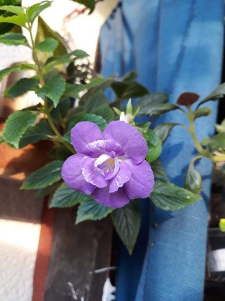  - 0001 2022 - BriD s Sarina