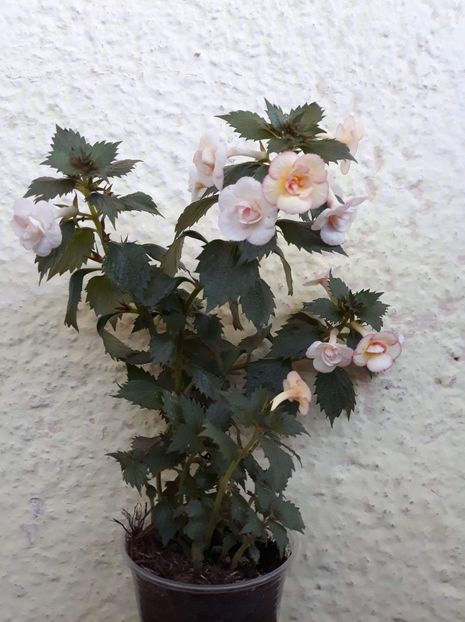  - 001 2021 - Lemon Orchard