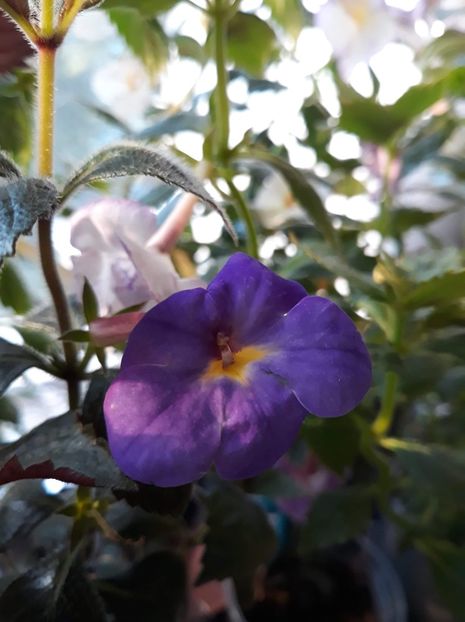 2020 - o singura floricica, destul de chinuita - R21 - RF s Shascha Kronick