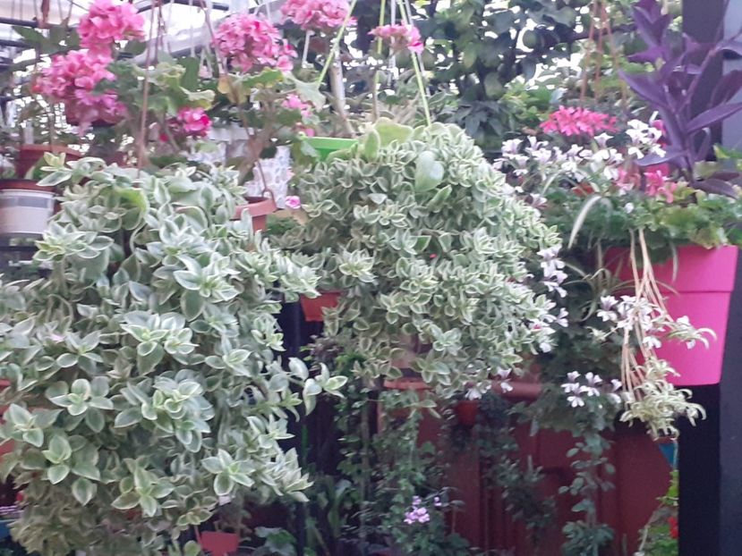  - Diverse plante