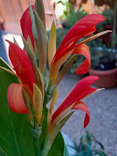  - Diverse plante