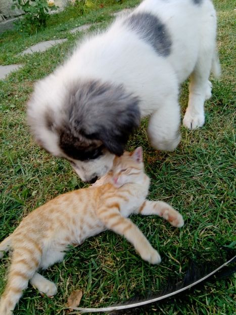  - AAA CRB un puiut 2020