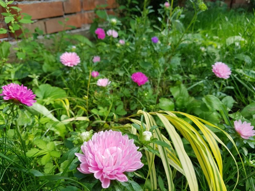  - 2020 Vara_Idilic Garden