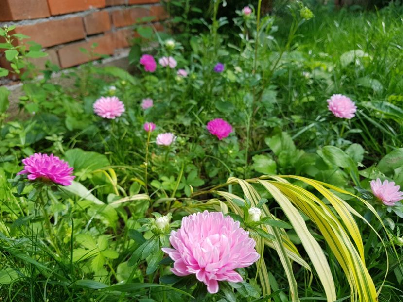  - 2020 Vara_Idilic Garden