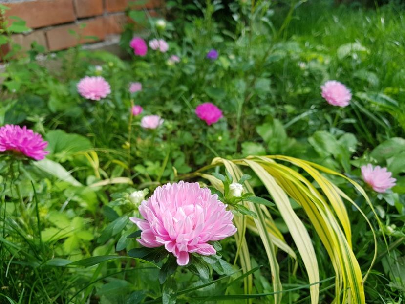  - 2020 Vara_Idilic Garden