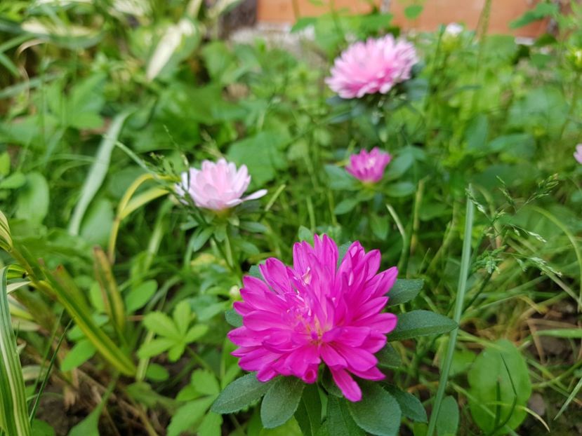  - 2020 Vara_Idilic Garden