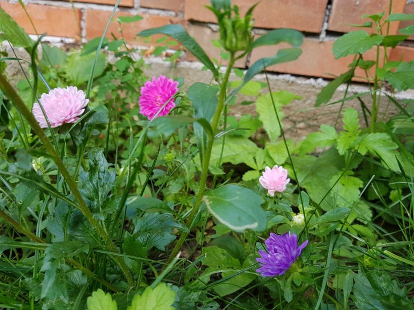  - 2020 Vara_Idilic Garden