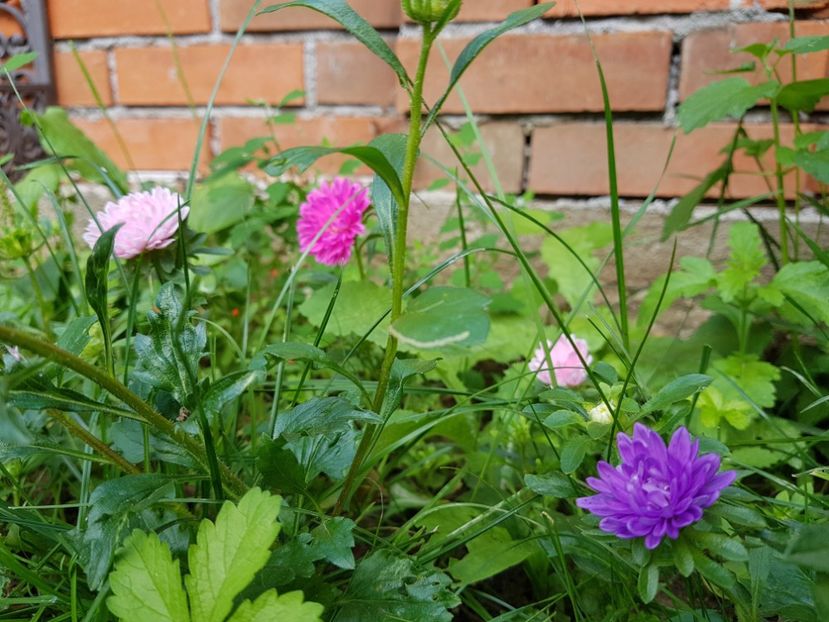  - 2020 Vara_Idilic Garden