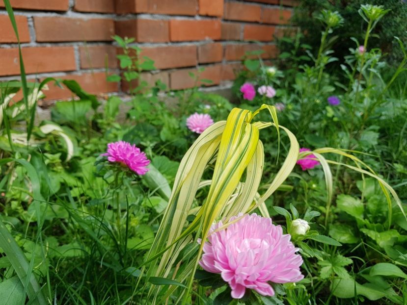  - 2020 Vara_Idilic Garden