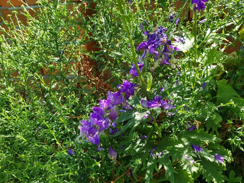  - 2020 Vara_Idilic Garden