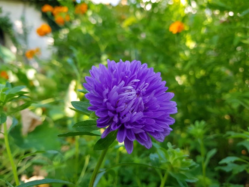  - 2020 Vara_Idilic Garden