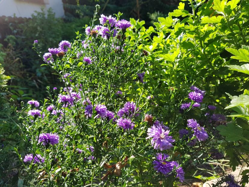  - 2020 Vara_Idilic Garden