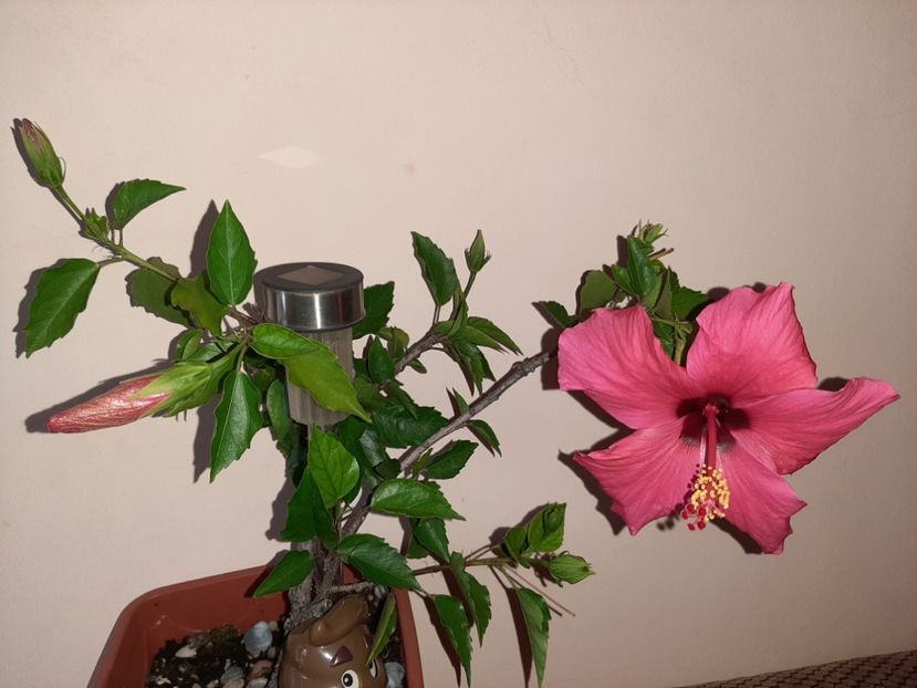 - Florile mele în august 2020