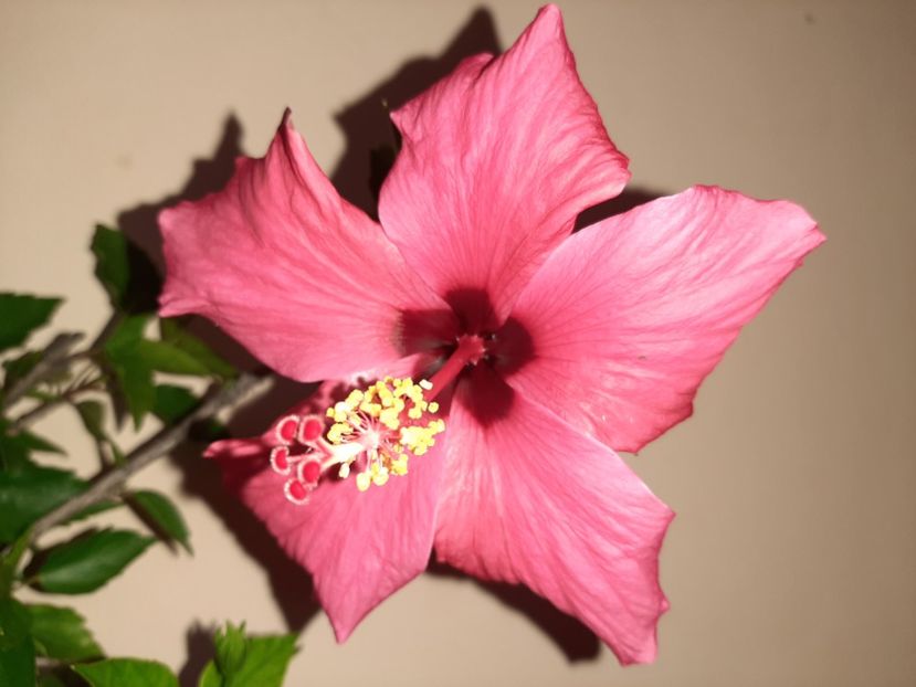  - Florile mele în august 2020