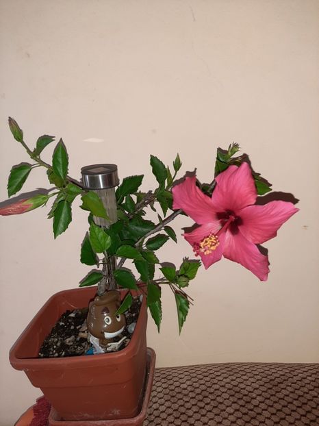  - Florile mele în august 2020