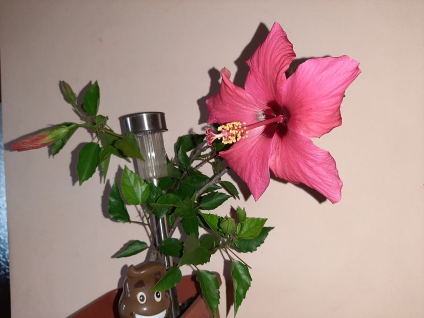  - Florile mele în august 2020