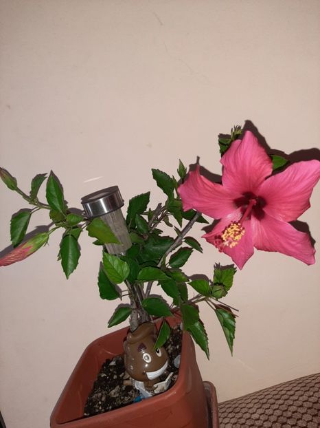  - Florile mele în august 2020
