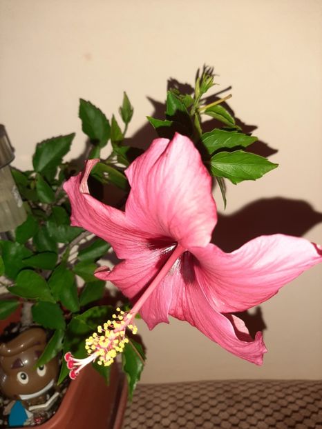  - Florile mele în august 2020