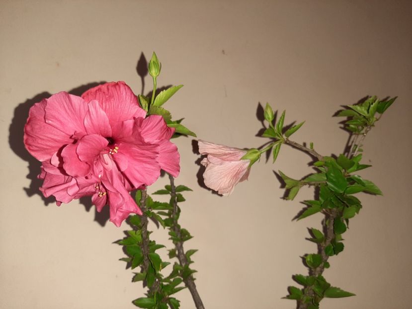  - Florile mele în august 2020