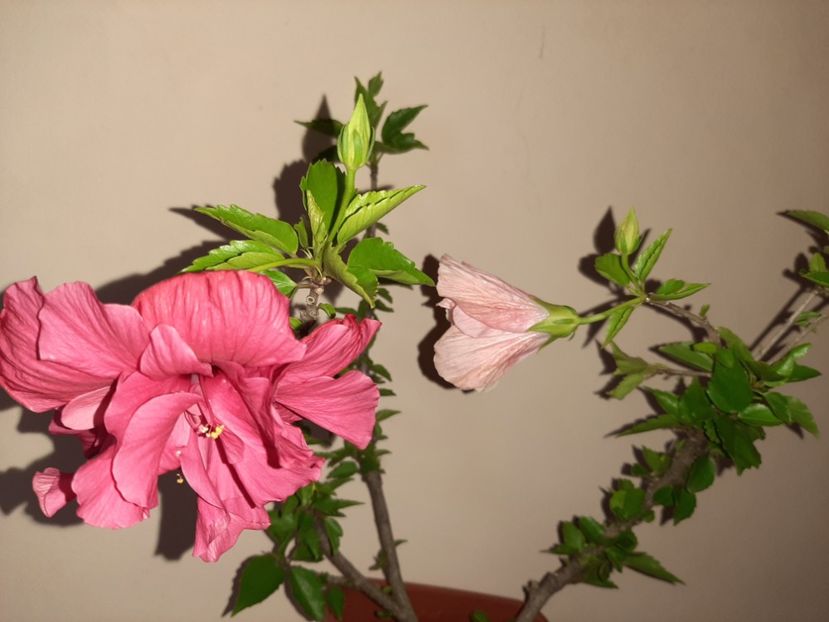  - Florile mele în august 2020
