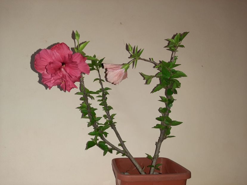  - Florile mele în august 2020