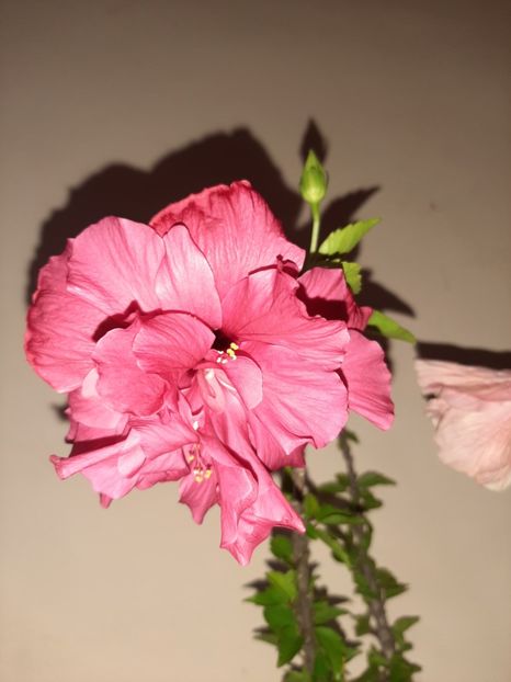 - Florile mele în august 2020