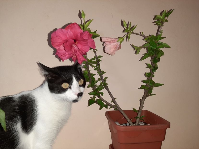  - Florile mele în august 2020