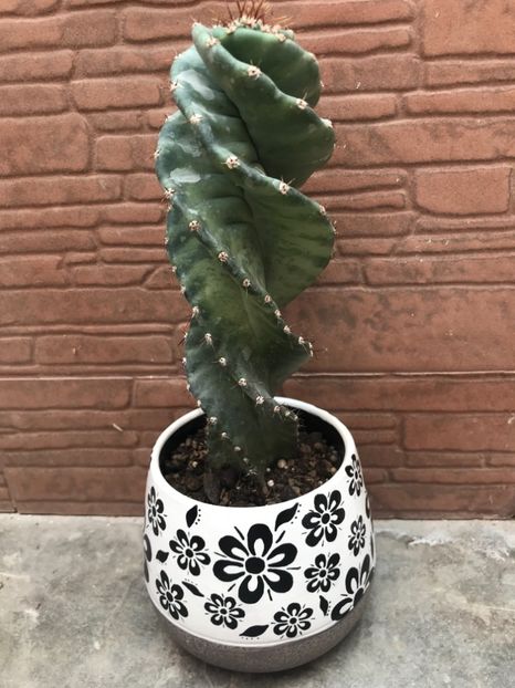 Cereus Peruvianus Spiralis - Cactusi si suculente