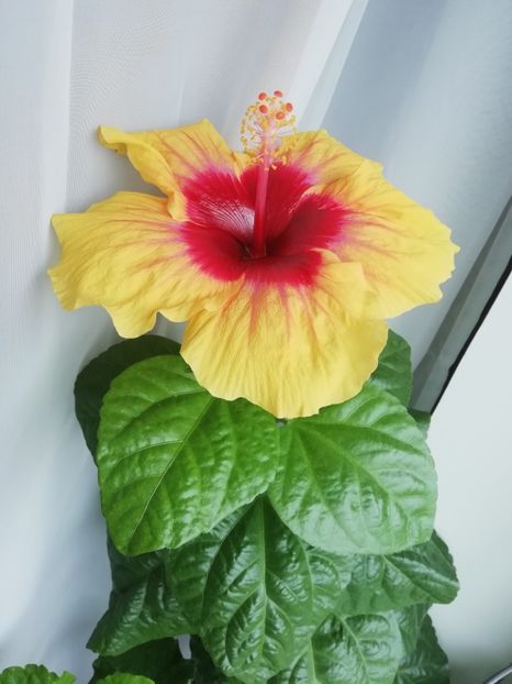  - GRAND SLAM X JOLANDA GOMMER