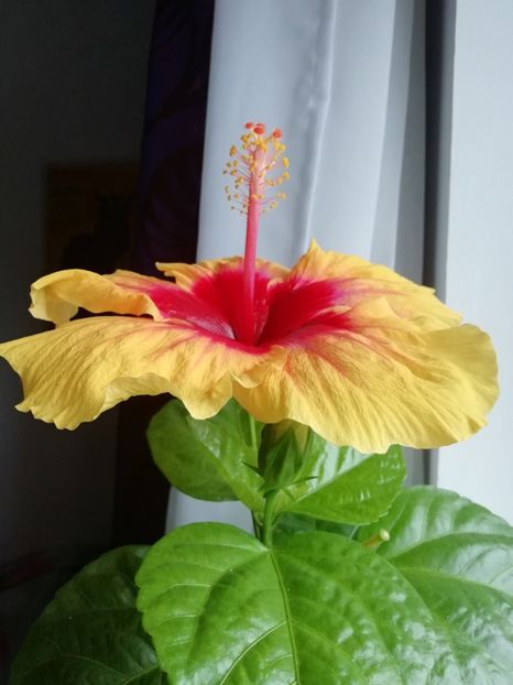  - GRAND SLAM X JOLANDA GOMMER