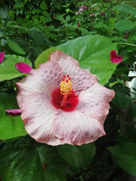 20.08.2020, a treia floare - BARRY SCHLUETER X SHIVA-uscat